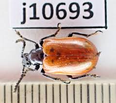 Attēlu rezultāti vaicājumam “Chrysomelidae”