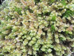 Attēlu rezultāti vaicājumam “Scapania nemorea”