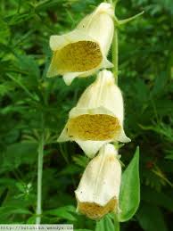 Image result for Digitalis grandiflora