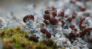 Attēlu rezultāti vaicājumam “Cladonia squamosa”