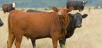 Image result for ganado bovino