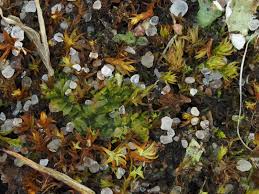 Attēlu rezultāti vaicājumam “Lophozia longidens”