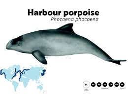 Image result for Phocoena phocoena