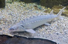 Image result for Acipenser fulvescens