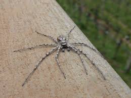 Attēlu rezultāti vaicājumam “Philodromus margaritatus”