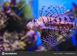 Image result for Pterois volitans