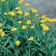 Attēlu rezultāti vaicājumam “Ranunculus lingua bud”