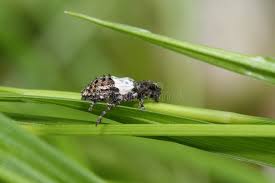 Attēlu rezultāti vaicājumam “Pogonocherus hispidulus”