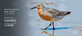 Attēlu rezultāti vaicājumam “Calidris canutus”