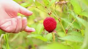 Attēlu rezultāti vaicājumam “Rubus illecebrosus fruit”