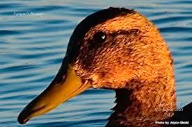 Attēlu rezultāti vaicājumam “Anas platyrhynchos female”