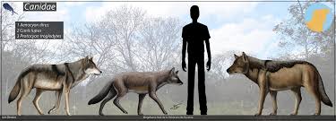 Attēlu rezultāti vaicājumam “Canis lupus”