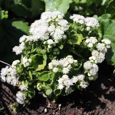 Image result for Leberbalsam