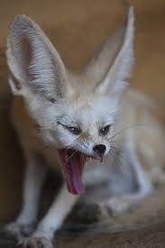 Attēlu rezultāti vaicājumam “Vulpes zerda”