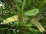 File:<b>Macadamia</b> integrifolia