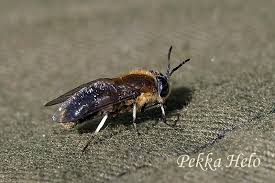 Attēlu rezultāti vaicājumam “Heptatoma pellucens”