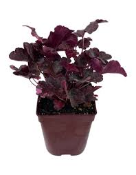 Image result for Heuchera `Midnight Rose`
