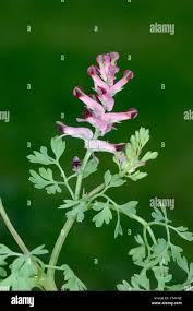 Attēlu rezultāti vaicājumam “Fumaria officinalis leaf”