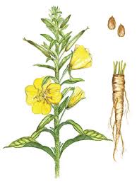 Attēlu rezultāti vaicājumam “Oenothera biennis fruit”