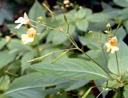 Attēlu rezultāti vaicājumam “Impatiens parviflora leaf”