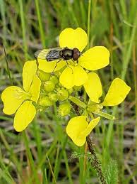 Attēlu rezultāti vaicājumam “Sinapis arvensis”