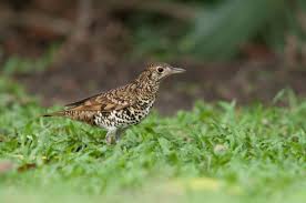 Image result for Zoothera dauma