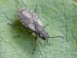 Attēlu rezultāti vaicājumam “Nithecus jacobaeae”