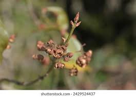 Attēlu rezultāti vaicājumam “Euonymus europaeus bud”