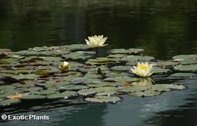 Attēlu rezultāti vaicājumam “Nymphaea alba leaf”