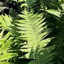 Attēlu rezultāti vaicājumam “Matteuccia struthiopteris”