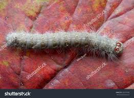 Attēlu rezultāti vaicājumam “Comatricha ellae stalked”