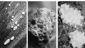 Attēlu rezultāti vaicājumam “Didymium melanospermum sessile”