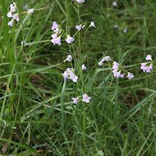 Attēlu rezultāti vaicājumam “Cardamine pratensis”