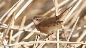 Image result for Locustella luscinioides