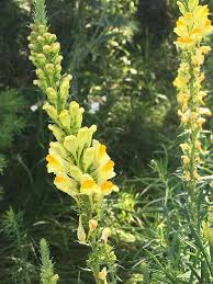 Image result for Linaria vulgaris