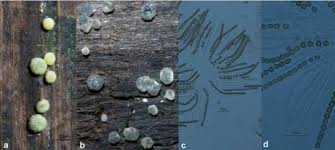 Attēlu rezultāti vaicājumam “Hypocrea gelatinosa”