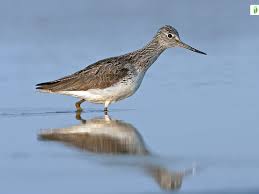 Attēlu rezultāti vaicājumam “Tringa nebularia”