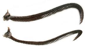 Attēlu rezultāti vaicājumam “Capsodes gothicus imago”