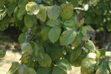 Attēlu rezultāti vaicājumam “Tranzschelia pruni-spinosae spores”