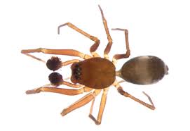 Attēlu rezultāti vaicājumam “Linyphiidae”