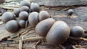 Attēlu rezultāti vaicājumam “Lycogala leopardinum”