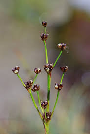 Attēlu rezultāti vaicājumam “Juncus alpinoarticulatus”