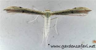 Attēlu rezultāti vaicājumam “Adaina microdactyla”