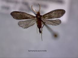 Attēlu rezultāti vaicājumam “Micropterigidae”