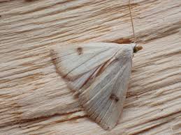 Attēlu rezultāti vaicājumam “Rivula sericealis”