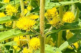 Attēlu rezultāti vaicājumam “Lysimachia thyrsiflora flower”