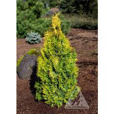 Attēlu rezultāti vaicājumam “Thuja occidentalis”