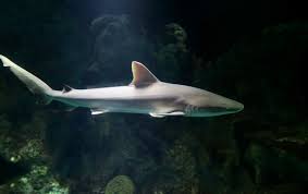 Image result for Carcharhinus acronotus