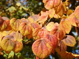Attēlu rezultāti vaicājumam “Cercidiphyllum japonicum fruit”
