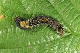 Attēlu rezultāti vaicājumam “Thyatira batis imago”